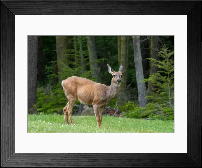Framed Print : Fort Ebey State Park, Washington, USA. Black-tailed deer doe standing in a meadow near a forest