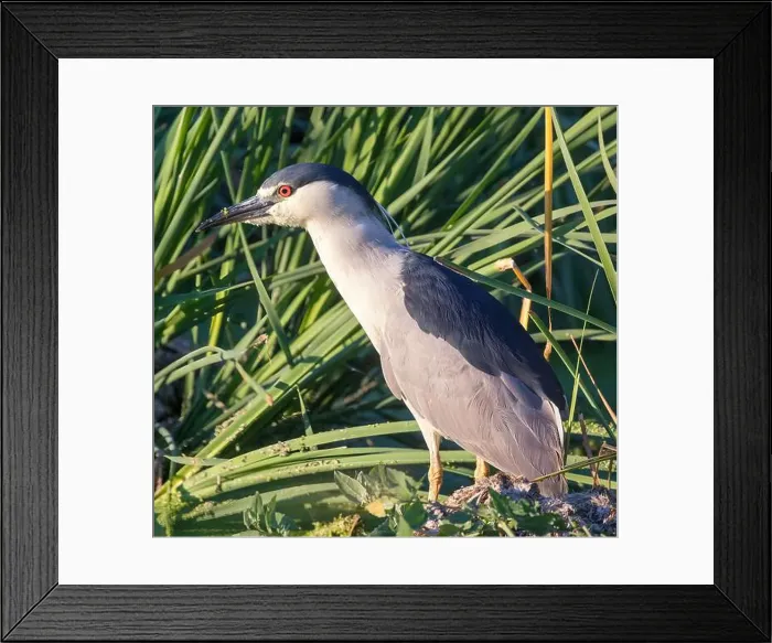Framed Print : Black-crowned Night-Heron adult foraging at sundown. Sunnyvale WPCP Pond, Santa Clara County, California, USA Framed Print : Black-crowned Night-Heron adult foraging at sundown. Sunnyvale WPCP Pond, Santa Clara County, California, USA