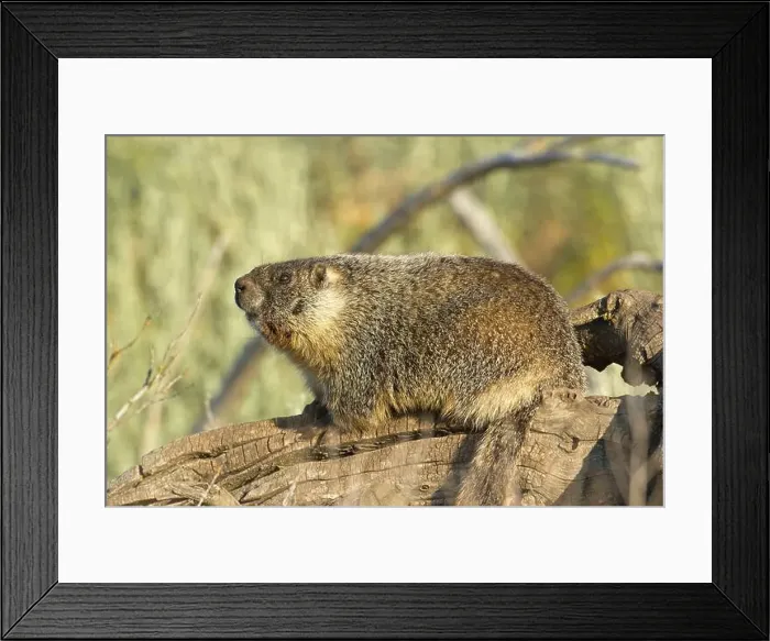 Framed Print : A yellow bellied marmot sits on a long and soaks in the morning sun near Liberty Lake, Washington Framed Print : A yellow bellied marmot sits on a long and soaks in the morning sun near Liberty Lake, Washington