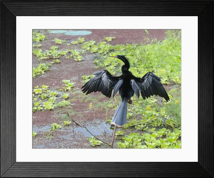 Framed Print : Neotropic Cormorant (Phalacrocorax brasilianus) drying wings, Texas Framed Print : Neotropic Cormorant (Phalacrocorax brasilianus) drying wings, Texas