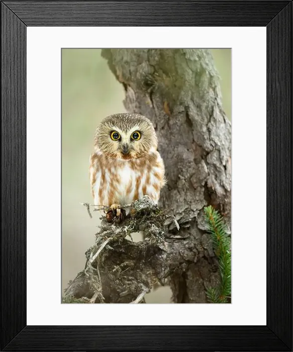 Framed Print : Northern Saw-Whet Owl in Black Spruce Bog