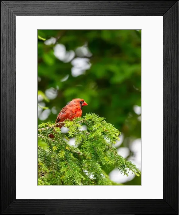 Framed Print : A red male northern cardinal perched in an evergreen tree in Northeast Indiana, USA Framed Print : A red male northern cardinal perched in an evergreen tree in Northeast Indiana, USA