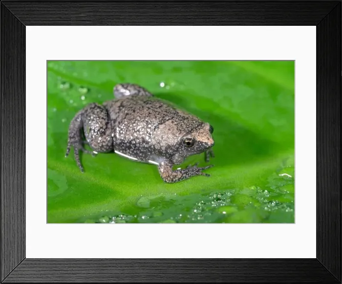 Framed Print : Eastern narrow-mouthed toad, or narrowmouth toad Framed Print : Eastern narrow-mouthed toad, or narrowmouth toad