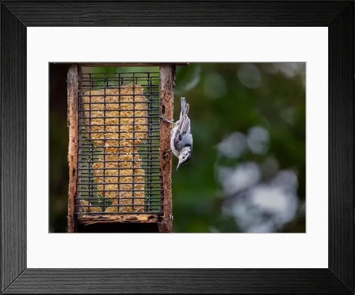 Framed Print : A white-breasted nuthatch hangs upside-down on a birdfeeder filled with suet in Northeast Indiana, USA Framed Print : A white-breasted nuthatch hangs upside-down on a birdfeeder filled with suet in Northeast Indiana, USA