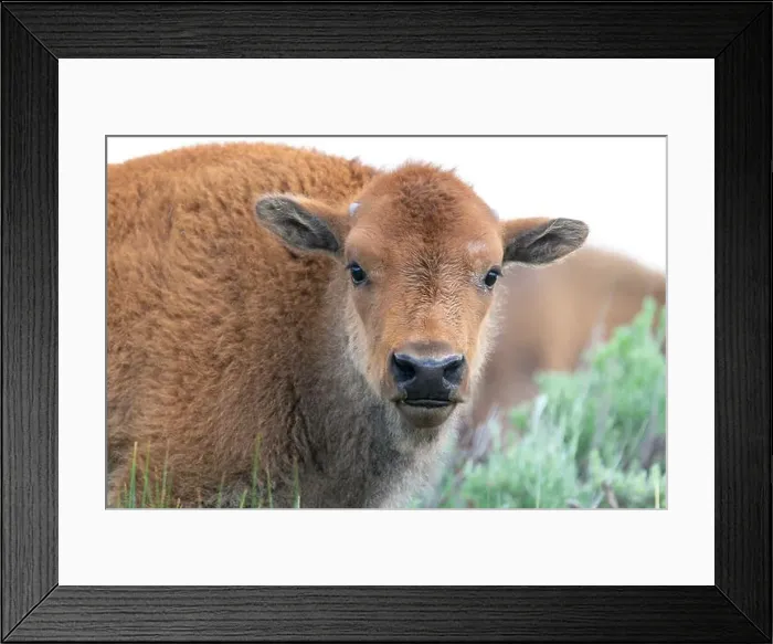 Framed Print : USA, Wyoming, Yellowstone National Park. Headshot of a bison calf with its orangey coat Framed Print : USA, Wyoming, Yellowstone National Park. Headshot of a bison calf with its orangey coat