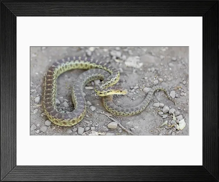 Framed Print : Pacific Gopher Snake Adult in Defensive Posture. Stevens Creek County Park, Santa Clara County, California, USA