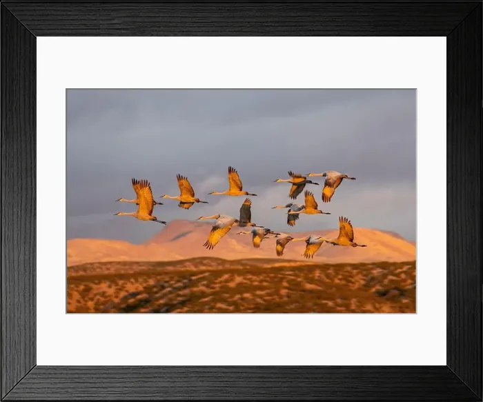 Framed Print : USA, New Mexico. Bosque Del Apache National Wildlife Refuge, sandhill crane in flight Framed Print : USA, New Mexico. Bosque Del Apache National Wildlife Refuge, sandhill crane in flight
