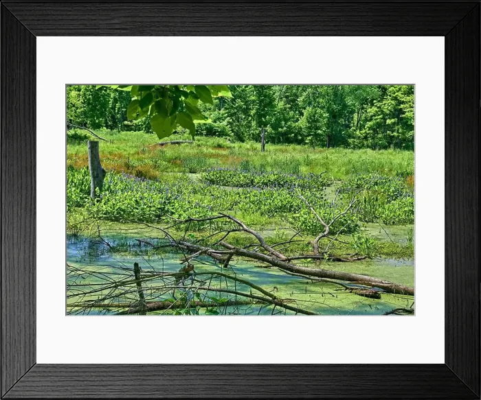 Framed Print : Teaneck Creek Conservancy in Teaneck Framed Print : Teaneck Creek Conservancy in Teaneck
