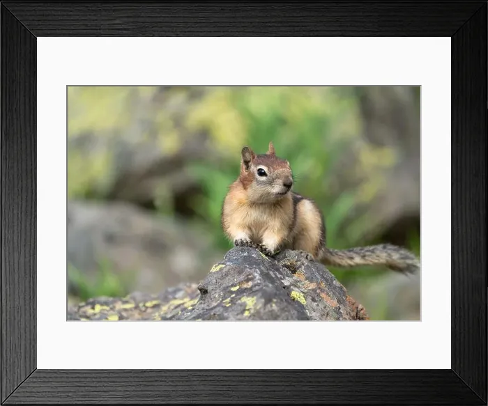 Framed Print : USA, Wyoming, Yellowstone National Park. Portrait of a ground squirrel posing on a lichen covered rock Framed Print : USA, Wyoming, Yellowstone National Park. Portrait of a ground squirrel posing on a lichen covered rock