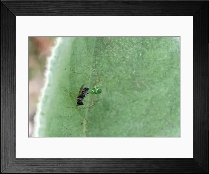 Framed Print : Green Lynx Spider (Peucetia viridans) w / prey Framed Print : Green Lynx Spider (Peucetia viridans) w / prey
