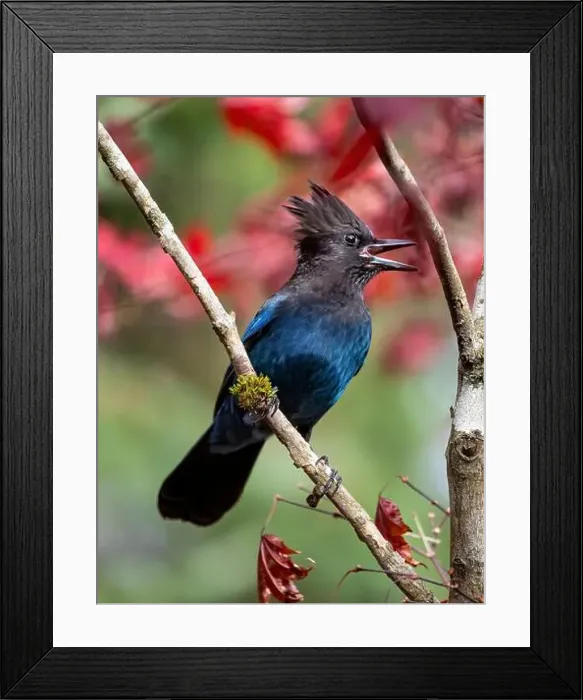 Framed Print : USA, Washington State, Sammamish. Stellar jay on Japanese maple with fall colors