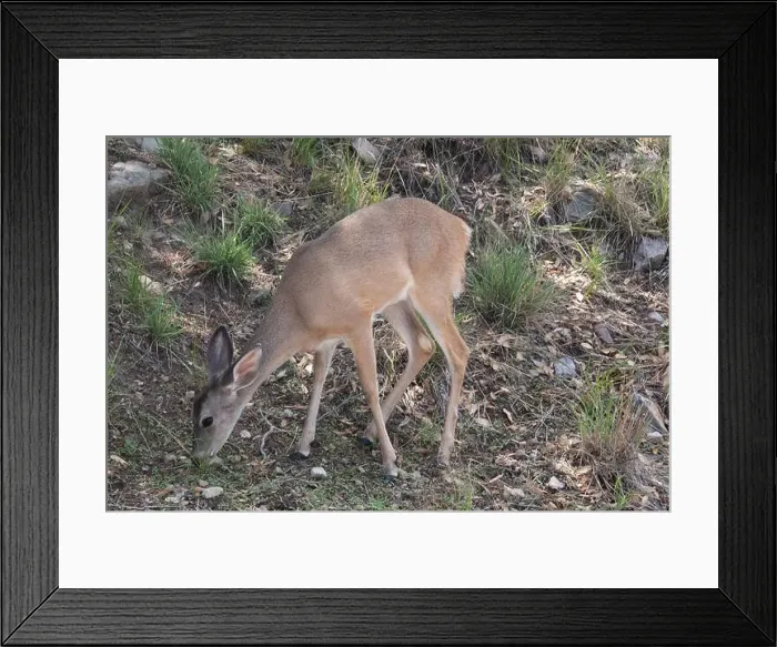 Framed Print : Coues White-tailed Deer (Odocoileus virginianus couesi) Framed Print : Coues White-tailed Deer (Odocoileus virginianus couesi)