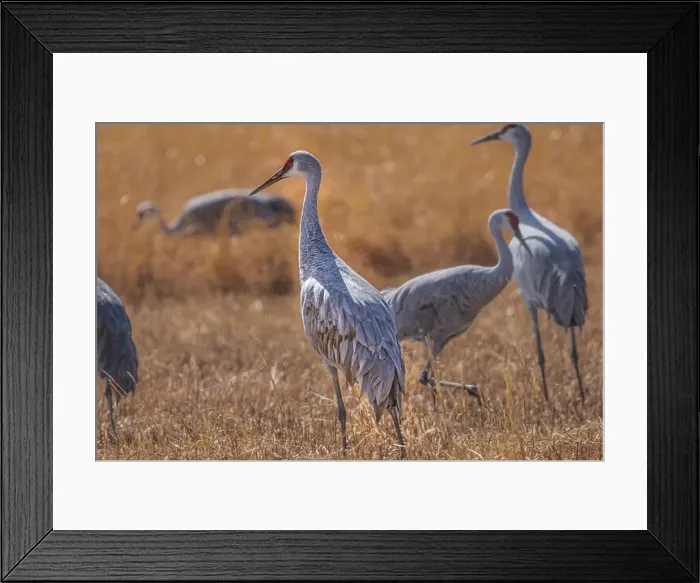 Framed Print : Birds of Bosque de Apache National Wildlife Refuge Framed Print : Birds of Bosque de Apache National Wildlife Refuge