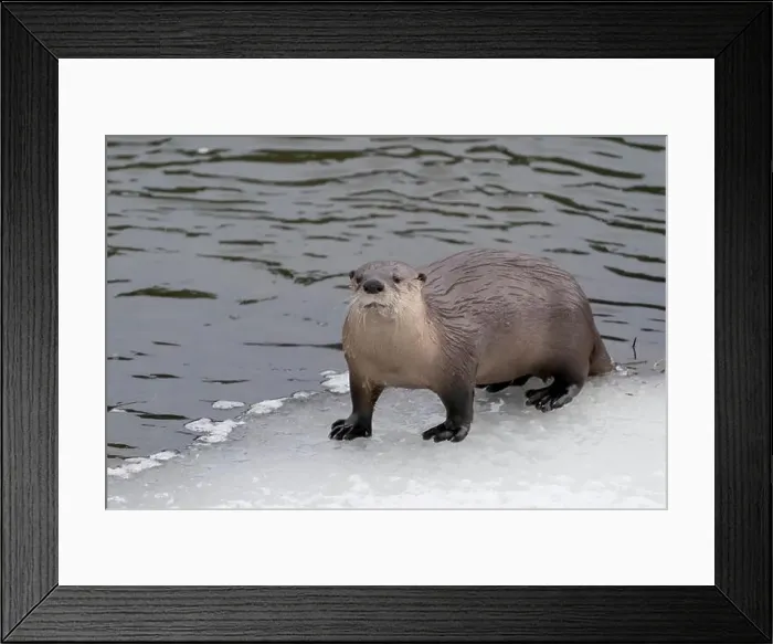 Framed Print : USA, Wyoming, Yellowstone National Park. Portrait of a river otter coming out of the river to the icy edge Framed Print : USA, Wyoming, Yellowstone National Park. Portrait of a river otter coming out of the river to the icy edge