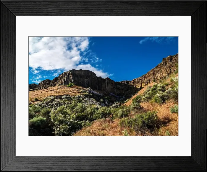 Framed Print : Syringa, the Idaho State Flower Framed Print : Syringa, the Idaho State Flower