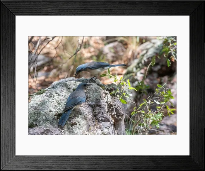 Framed Print : Mexican Jay (Aphelocoma wollweberi) with acorn Framed Print : Mexican Jay (Aphelocoma wollweberi) with acorn