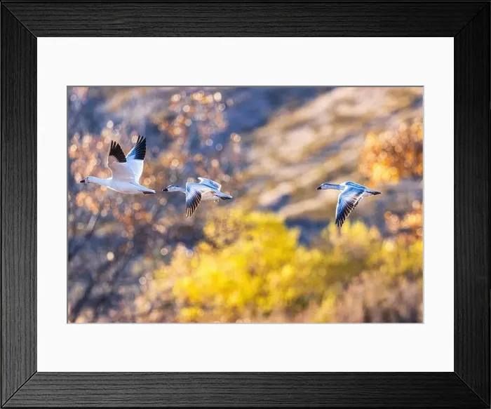 Framed Print : Birds of Bosque de Apache National Wildlife Refuge Framed Print : Birds of Bosque de Apache National Wildlife Refuge