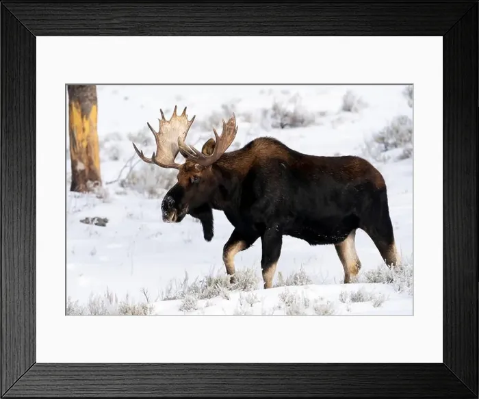 Framed Print : USA, Wyoming, Yellowstone National Park Framed Print : USA, Wyoming, Yellowstone National Park