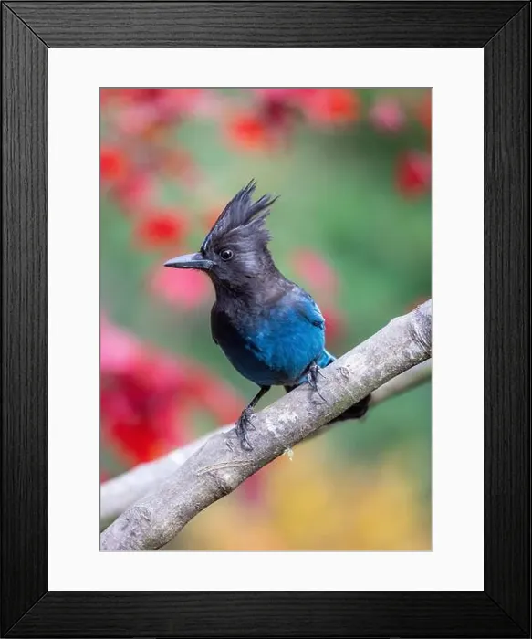Framed Print : USA, Washington State, Sammamish. Stellar jay on Japanese maple with fall colors Framed Print : USA, Washington State, Sammamish. Stellar jay on Japanese maple with fall colors