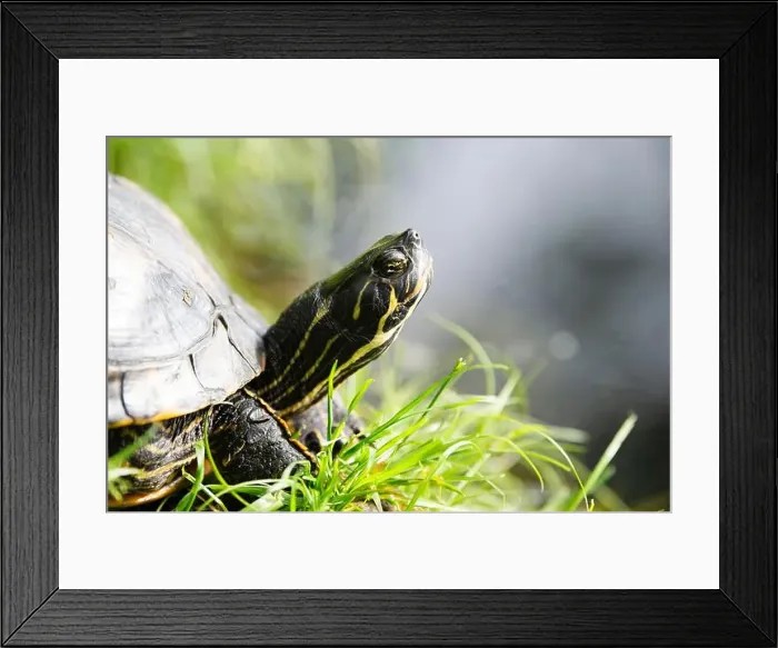 Framed Print : Yellow bellied eared turtle sitting on the riverbank of a pond Framed Print : Yellow bellied eared turtle sitting on the riverbank of a pond