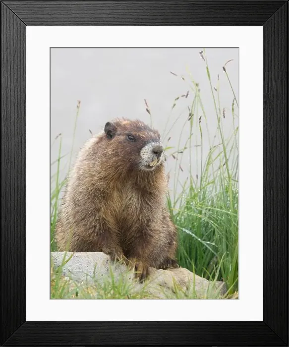 Framed Print : Washington State, Mount Rainier National Park. Hoary marmot sitting on rock with meadow grass and fog Framed Print : Washington State, Mount Rainier National Park. Hoary marmot sitting on rock with meadow grass and fog