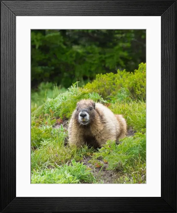 Framed Print : Washington State, Mount Rainier National Park. Hoary marmot in lush green alpine meadow Framed Print : Washington State, Mount Rainier National Park. Hoary marmot in lush green alpine meadow