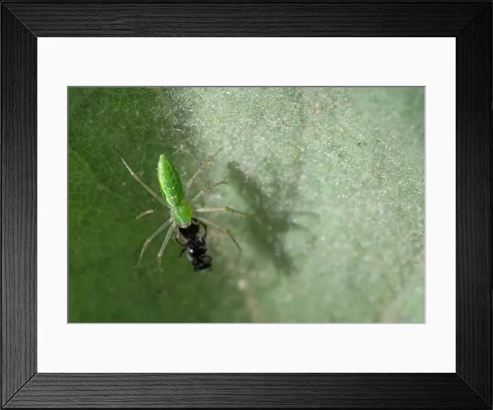 Framed Print : Green Lynx Spider (Peucetia viridans) w / prey Framed Print : Green Lynx Spider (Peucetia viridans) w / prey