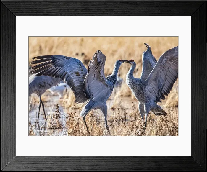 Framed Print : Birds of Bosque de Apache National Wildlife Refuge Framed Print : Birds of Bosque de Apache National Wildlife Refuge
