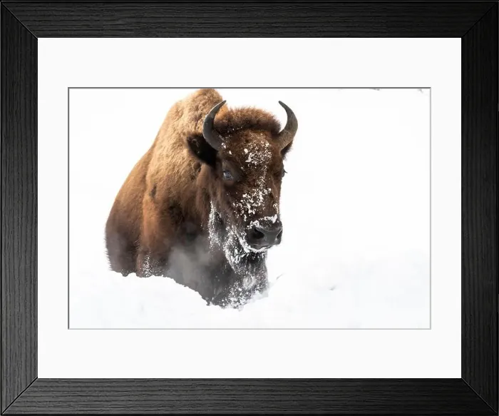 Framed Print : USA, Wyoming, Yellowstone National Park. A single bison walks through the snow while blowing out a steamy breath Framed Print : USA, Wyoming, Yellowstone National Park. A single bison walks through the snow while blowing out a steamy breath