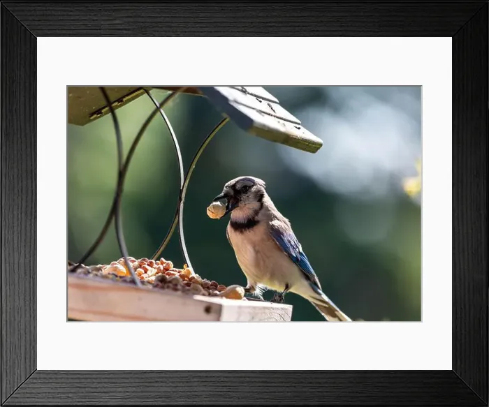 Framed Print : A blue jay sits on a Northeast Indiana platform bird feeder while holding a peanut in its beak Framed Print : A blue jay sits on a Northeast Indiana platform bird feeder while holding a peanut in its beak
