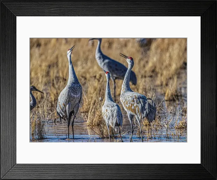 Framed Print : Birds of Bosque de Apache National Wildlife Refuge Framed Print : Birds of Bosque de Apache National Wildlife Refuge