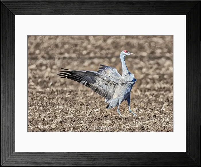 Framed Print : Sandhill crane in the fields around Othello, Washington State Framed Print : Sandhill crane in the fields around Othello, Washington State