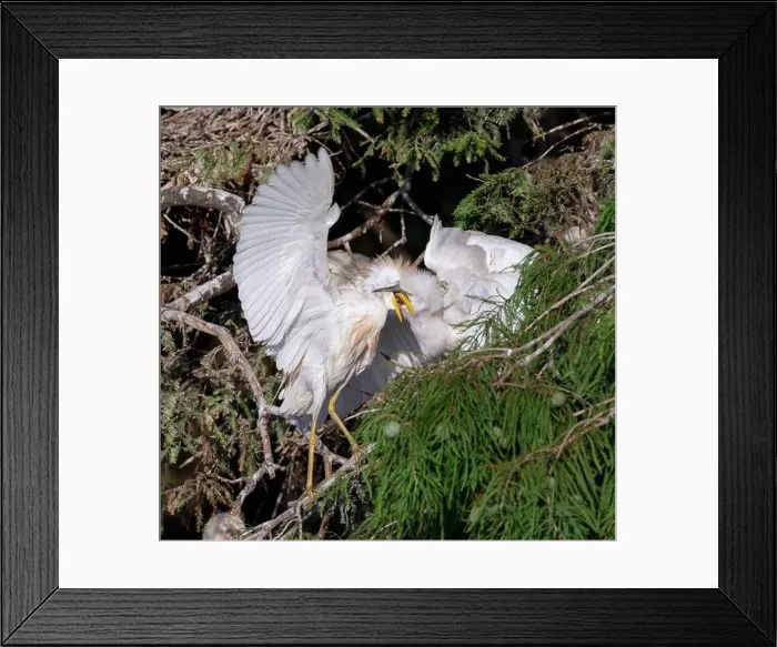 Framed Print : Cattle egret (Bubulcus ibis) feeding older chicks in a tree, Houston area, Texas, USA Framed Print : Cattle egret (Bubulcus ibis) feeding older chicks in a tree, Houston area, Texas, USA