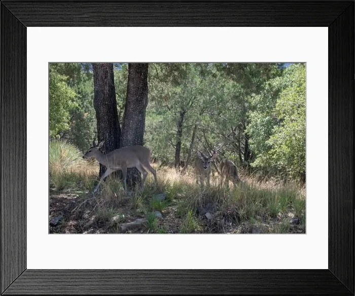 Framed Print : Coues White-tailed Deer (Odocoileus virginianus couesi) Framed Print : Coues White-tailed Deer (Odocoileus virginianus couesi)