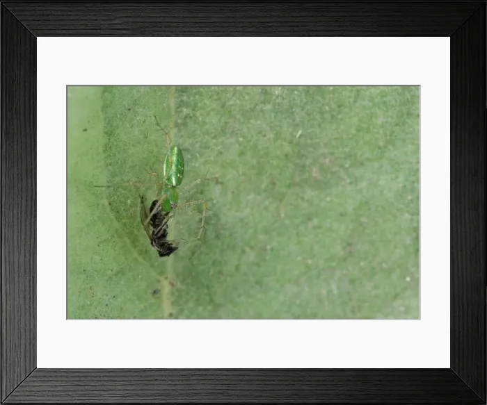 Framed Print : Green Lynx Spider (Peucetia viridans) w / prey Framed Print : Green Lynx Spider (Peucetia viridans) w / prey