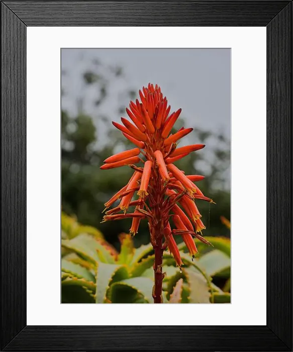 Framed Print : Red aloe flower on California coast Framed Print : Red aloe flower on California coast