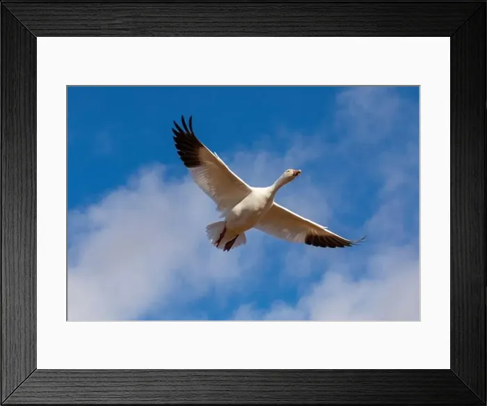 Framed Print : USA, New Mexico. Bosque Del Apache National Wildlife Refuge, snow geese flying. (PR) Framed Print : USA, New Mexico. Bosque Del Apache National Wildlife Refuge, snow geese flying. (PR)