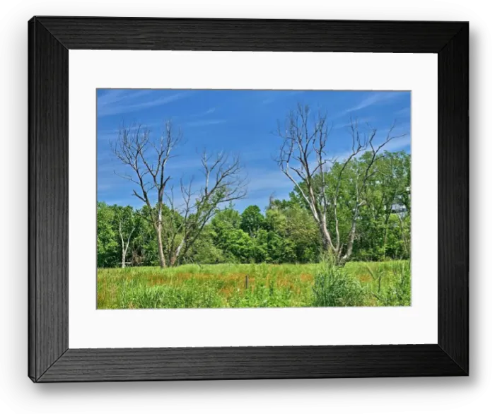 Framed Print : Teaneck Creek Conservancy in Teaneck, NJ, USA. A beautiful wetland scene, with blue skys and a two dead trees on a meadow Framed Print : Teaneck Creek Conservancy in Teaneck, NJ, USA. A beautiful wetland scene, with blue skys and a two dead trees on a meadow