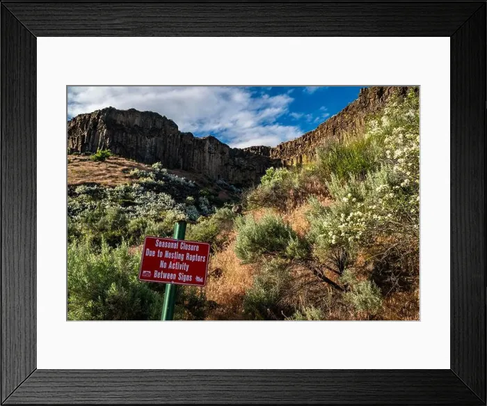 Framed Print : Syringa, the Idaho State Flower Framed Print : Syringa, the Idaho State Flower