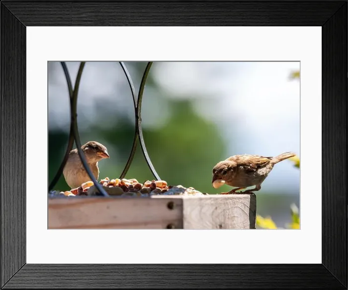 Framed Print : Two sparrows on a platform bird feeder in Northeast Indiana, USA Framed Print : Two sparrows on a platform bird feeder in Northeast Indiana, USA