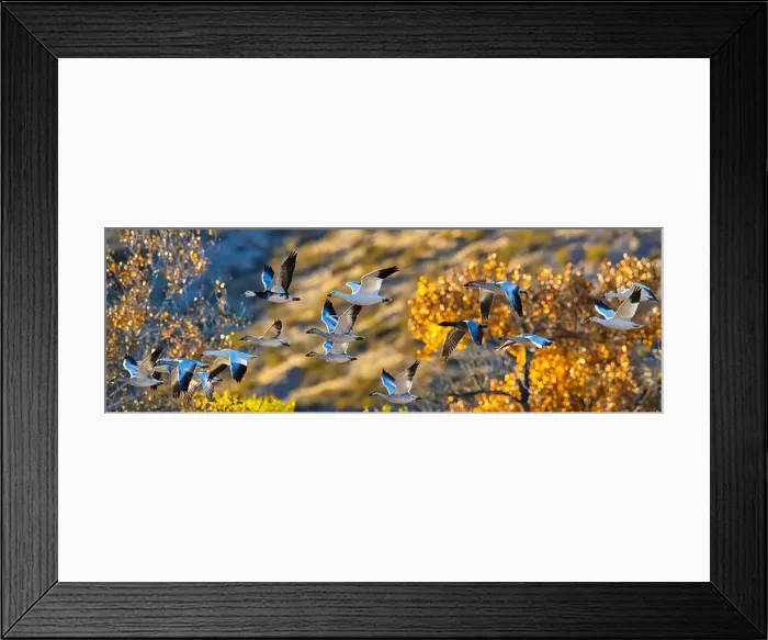 Framed Print : Birds of Bosque de Apache National Wildlife Refuge Framed Print : Birds of Bosque de Apache National Wildlife Refuge