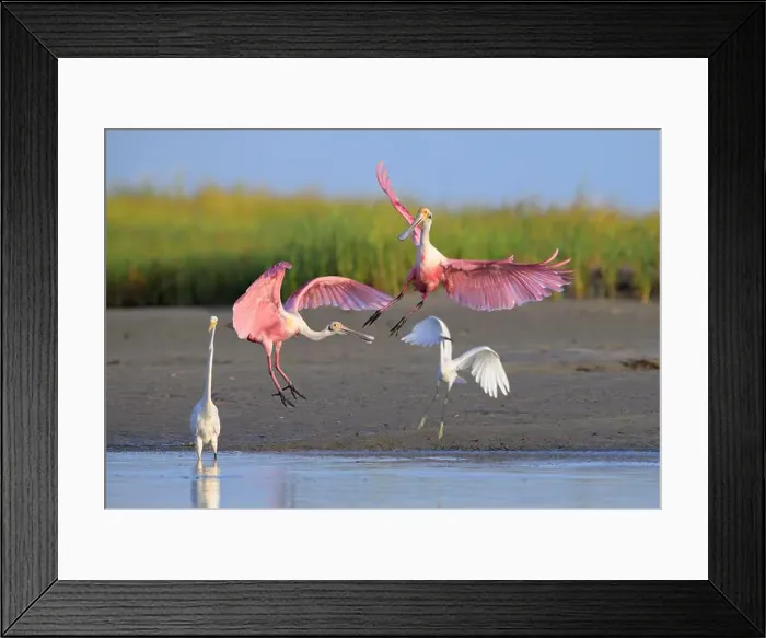 Framed Print : Roseate spoonbills (Platalea ajaja) landing near the white egrets (A) Framed Print : Roseate spoonbills (Platalea ajaja) landing near the white egrets (A)