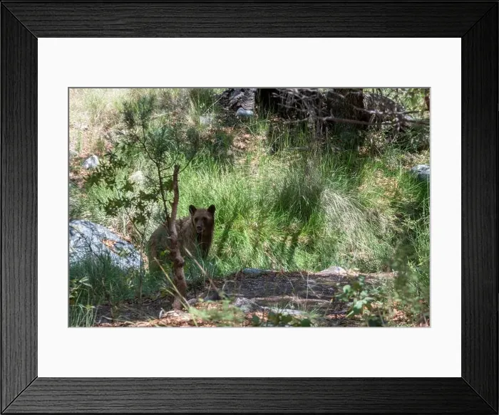 Framed Print : Cinnamon Black Bear (Ursus americanus) Framed Print : Cinnamon Black Bear (Ursus americanus)