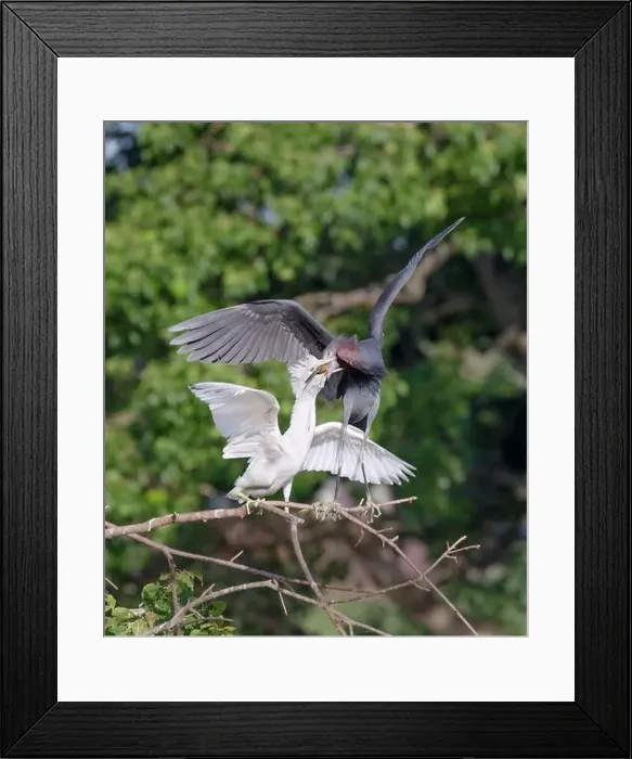 Framed Print : Little blue heron (Egretta caerulea) feeding its white chick in a tree, Houston area, Texas, USA