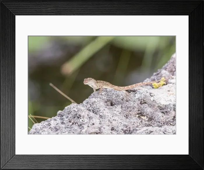 Framed Print : Brown anole (Anolis sagrei). Anhinga trail. Everglades National Park. Florida. USA Framed Print : Brown anole (Anolis sagrei). Anhinga trail. Everglades National Park. Florida. USA