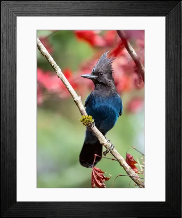 Framed Print : USA, Washington State, Sammamish. Stellar jay on Japanese maple with fall colors Framed Print : USA, Washington State, Sammamish. Stellar jay on Japanese maple with fall colors