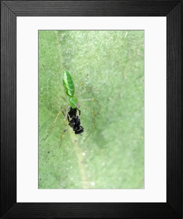 Framed Print : Green Lynx Spider (Peucetia viridans) w / prey Framed Print : Green Lynx Spider (Peucetia viridans) w / prey