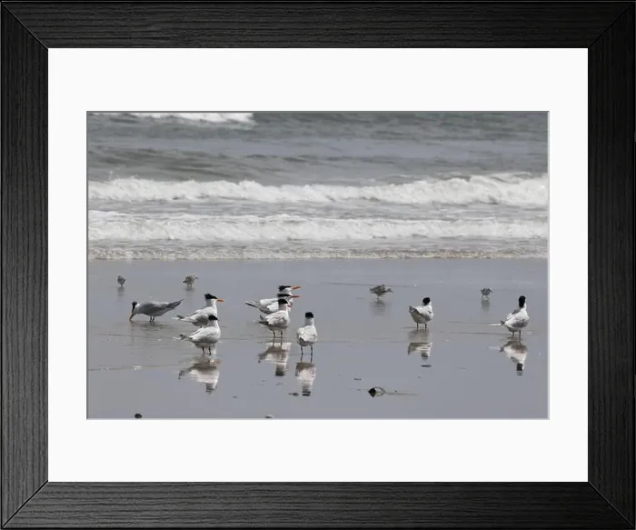 Framed Print : Black - headed seagulls forage the wet sand on 4-wheel beach in Outer Banks, North Carolina, USA Framed Print : Black - headed seagulls forage the wet sand on 4-wheel beach in Outer Banks, North Carolina, USA