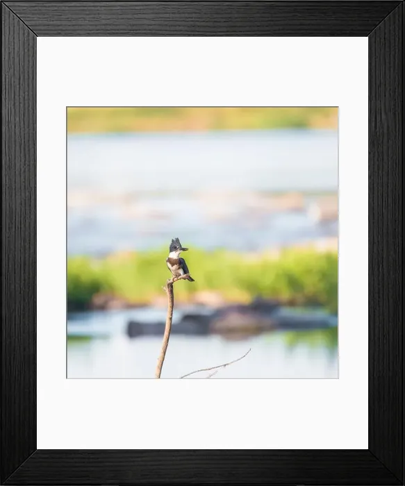 Framed Print : Juvenile female Belted kingfisher (Megaceryle alcyon) sitting on dead tree branch. Potomac River. Maryland. USA
