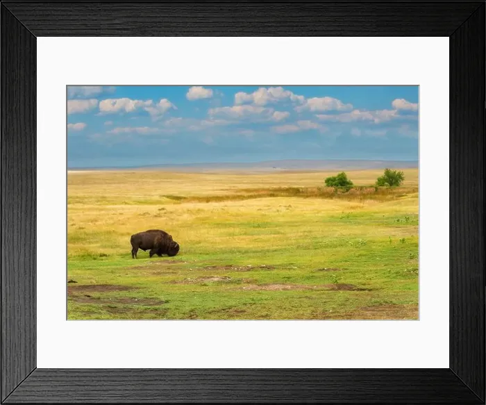 Framed Print : Lone bison is grazing on the green grass in the yellow grasslands of South Dakota Framed Print : Lone bison is grazing on the green grass in the yellow grasslands of South Dakota